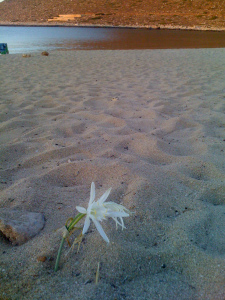 sand lilly